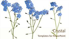  Presentation with forget - PPT theme with forget-me-not flowers isolated background and a cream colored foreground