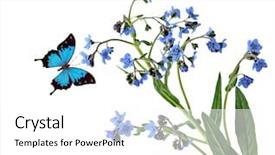  Presentation with forget - Presentation theme enhanced with forget-me-not flowers background and a white colored foreground