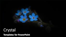  Presentation with forget - Cool new presentation theme with forget-me-not-flowers backdrop and a black colored foreground