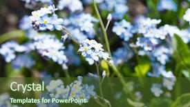  Presentation with forget - Amazing presentation having forget-me-not flowers backdrop and a tawny brown colored foreground