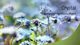  Presentation with forget - Presentation theme consisting of forget-me-not flowers background and a light blue colored foreground
