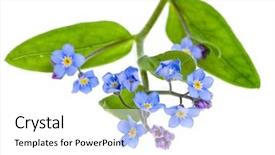  Presentation with forget - Beautiful PPT layouts featuring forget-me-not myosotis arvensis backdrop and a white colored foreground