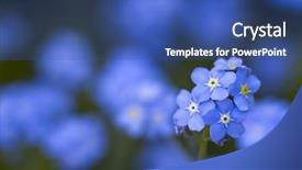 Presentation with forget - Theme featuring forget me not background and a  colored foreground