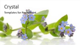  Presentation with forget - Slides having forget-me-not background and a white colored foreground