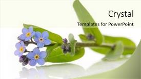  Presentation with forget - Audience pleasing theme consisting of forget-me-not backdrop and a  colored foreground