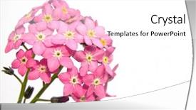  Presentation with forget - Presentation theme having forget-me-not background and a white colored foreground