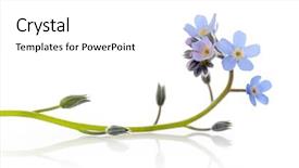  Presentation with forget - Presentation having forget-me-not background and a white colored foreground