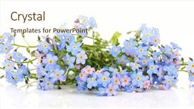  Presentation with white flowers - Presentation theme featuring forget-me-nots flowers isolated background and a cream colored foreground