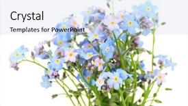  Presentation with forget - Amazing slide set having forget-me-nots flowers isolated backdrop and a light blue colored foreground