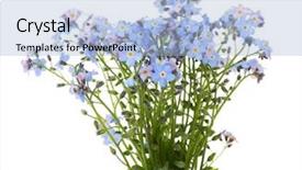 Presentation with forget - Cool new theme with forget-me-nots flowers isolated backdrop and a light blue colored foreground