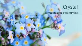  Presentation with forget - Presentation consisting of forget-me-nots flowers background and a light blue colored foreground