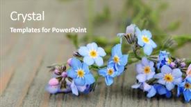  Presentation with forget - Audience pleasing presentation design consisting of forget-me-nots flowers backdrop and a mint green colored foreground