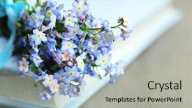  Presentation with forget - Presentation theme consisting of forget-me-nots flowers background and a light gray colored foreground