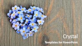  Presentation with forget - Presentation theme enhanced with forget-me-nots flowers background and a gray colored foreground
