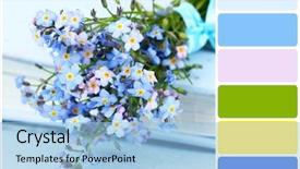  Presentation with forget - Colorful presentation enhanced with forget-me-nots flowers backdrop and a light blue colored foreground