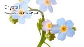  Presentation with forget - Presentation theme with forget-me-nots-isolated background and a white colored foreground