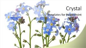  Presentation with forget - Colorful presentation theme enhanced with forget-me-nots isolated backdrop and a white colored foreground