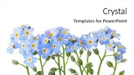  Presentation with forget - Amazing slide deck having forget-me-nots isolated backdrop and a white colored foreground