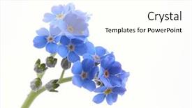  Presentation with forget - Cool new PPT theme with forget-me-nots on white backdrop and a white colored foreground
