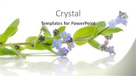  Presentation with forget - Colorful PPT layouts enhanced with forget-me-not backdrop and a white colored foreground