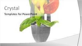  Presentation with white cheese - 