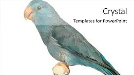  Presentation with pacific - Slide set consisting of forpus coelestis perched against white background and a  colored foreground