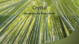  Presentation with forrest - Presentation theme enhanced with forrest - bamboo forest with sky background and a yellow colored foreground