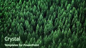 Presentation with forrest - Beautiful theme featuring forrest - forest of pine trees backdrop and a tawny brown colored foreground