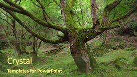  Presentation with old book cover by shakespeare - Amazing PPT theme having forrest - gnarled old big tree moss backdrop and a tawny brown colored foreground