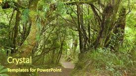  Presentation with forrest - Presentation enhanced with forrest - pathway through rainforest te urewera background and a tawny brown colored foreground