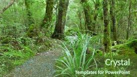  Presentation with rain - Colorful presentation enhanced with forrest - temperate rain forest fiordland national backdrop and a tawny brown colored foreground