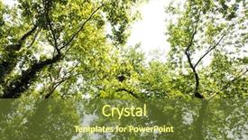  Presentation with forrest - Presentation theme having forrest - treetops background and a tawny brown colored foreground