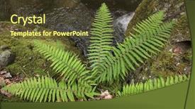  Presentation with fern - Theme consisting of forrest - wild fern near water stream background and a tawny brown colored foreground