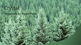  Presentation with forrest - Audience pleasing PPT theme consisting of forrest of green pine trees backdrop and a seafoam green colored foreground
