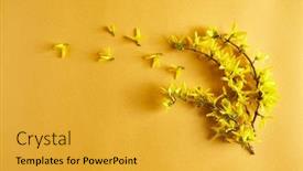  Presentation with easter - Presentation theme with forsythia-flowers-on-yellow-background background and a gold colored foreground