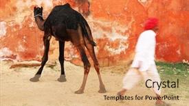  Presentation with india fort - Audience pleasing theme consisting of fort in jaipur rajasthan india backdrop and a coral colored foreground