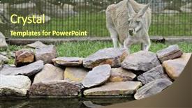  Presentation with kangaroo - Beautiful PPT theme featuring forward image of a tan backdrop and a  colored foreground