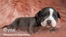  Presentation with bully - Slide set consisting of forwarder - lovely american bully puppy sitting background and a violet colored foreground