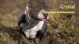  Presentation with reflection looking back to go forward - Cool new PPT theme with forwarder - serious looking amstaff looking forward backdrop and a tawny brown colored foreground