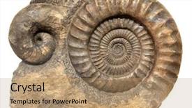  Presentation with fossil - Colorful slides enhanced with fossil - ancient cockleshell on a white backdrop and a coral colored foreground