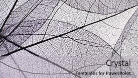  Presentation with skeleton - Colorful slides enhanced with fossil - decorative skeleton leaves background backdrop and a light gray colored foreground