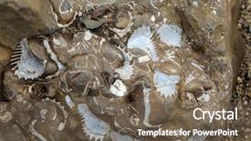  Presentation with fossil - PPT theme having fossil - fossilized seashells in a rock background and a tawny brown colored foreground