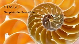  Presentation with shell - Audience pleasing theme consisting of fossil - nautilus shell section backdrop and a gold colored foreground
