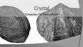  Presentation with humanity - Cool new slide deck with fossil brachiopod of carboniferous limestone backdrop and a light gray colored foreground