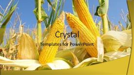  Presentation with corn field - Slide deck with snow cold snowfall blizzard background and a coral colored foreground.