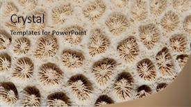  Presentation with coral - Amazing theme having fossil layer - closeup of coral fissil texture backdrop and a coral colored foreground