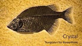  Presentation with bone fish - Theme featuring fossil of ancient prehistoric fish background and a gold colored foreground