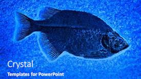  Presentation with prehistoric - PPT theme having fossil-of-ancient-prehistoric-fish background and a cobalt blue colored foreground