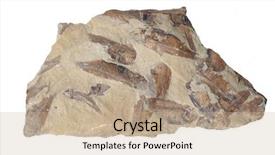  Presentation with fish - Presentation consisting of fossilized fish from the jurassic background and a coral colored foreground