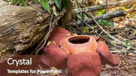  Presentation with national - Beautiful slide set featuring found in khao sok national backdrop and a tawny brown colored foreground